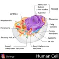 Noi descoperiri privind oprirea răspândirii cancerului pulmonar