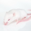 O nanoparticulă nou dezvoltată poate declanșa răspunsuri imune împotriva mai multor tipuri de cancere
