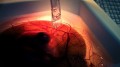 Chimioterapia iontronică continuă reduce creșterea tumorii cerebrale la modelele aviare embrionare in vivo